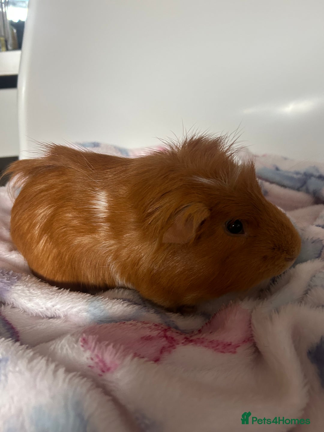 Guinea Pig rodents for sale: 2 Male Guinea Pigs + Large Cage – 5 Months Old - Image 3