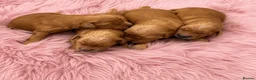 Golden Retriever dogs for sale: KC Dark Golden Retrievers 🧬 Health Tested Parents - Advert 4