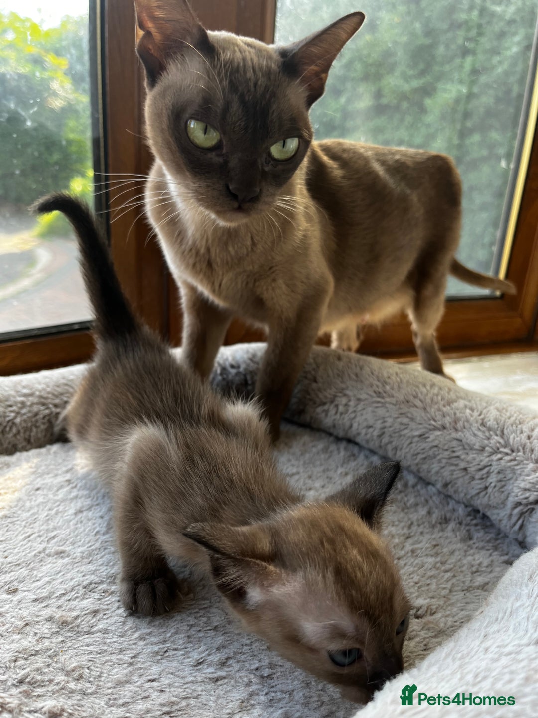 Burmese cats for sale: Stunning chocolate Burmese girl - Advert 4