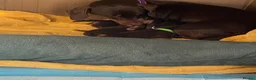 Miniature Dachshund dogs for sale: Stunning Chocolate & Tan Miniature Dachshund  - Advert 6