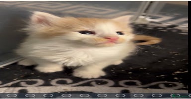 Maine Coon cats Stunning Mainecoon cubs - Advert 3