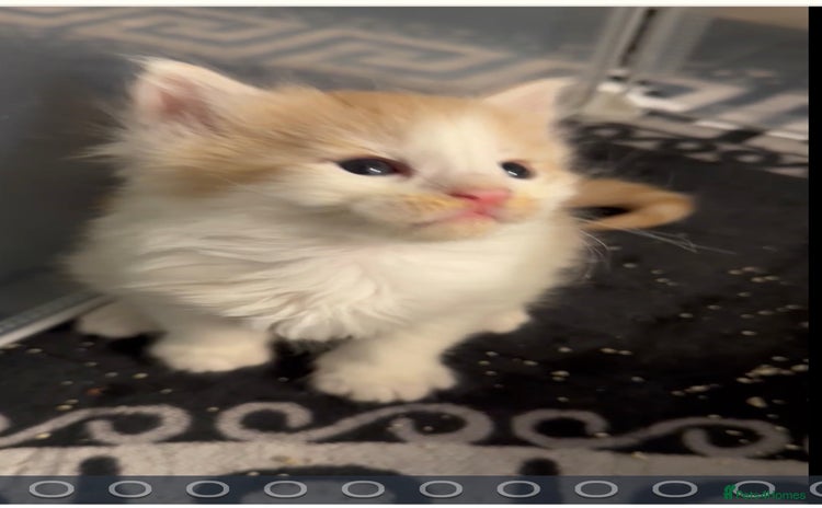 Maine Coon cats Stunning Mainecoon cubs - Advert 2