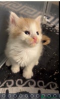 Maine Coon cats Stunning Mainecoon cubs - Advert 3