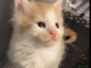 Maine Coon cats Stunning Mainecoon cubs - Advert 18