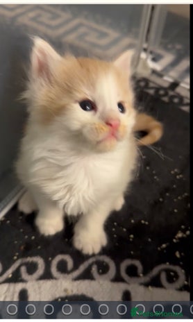 Maine Coon cats Stunning Mainecoon cubs - Advert 2