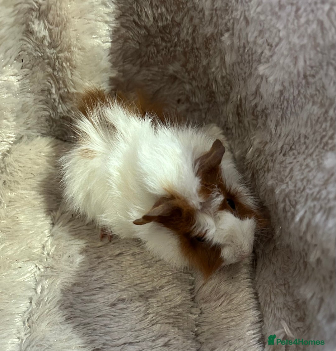 Guinea Pig rodents for sale: GORGEOUS BABY GUINEA PIGS - Advert 8