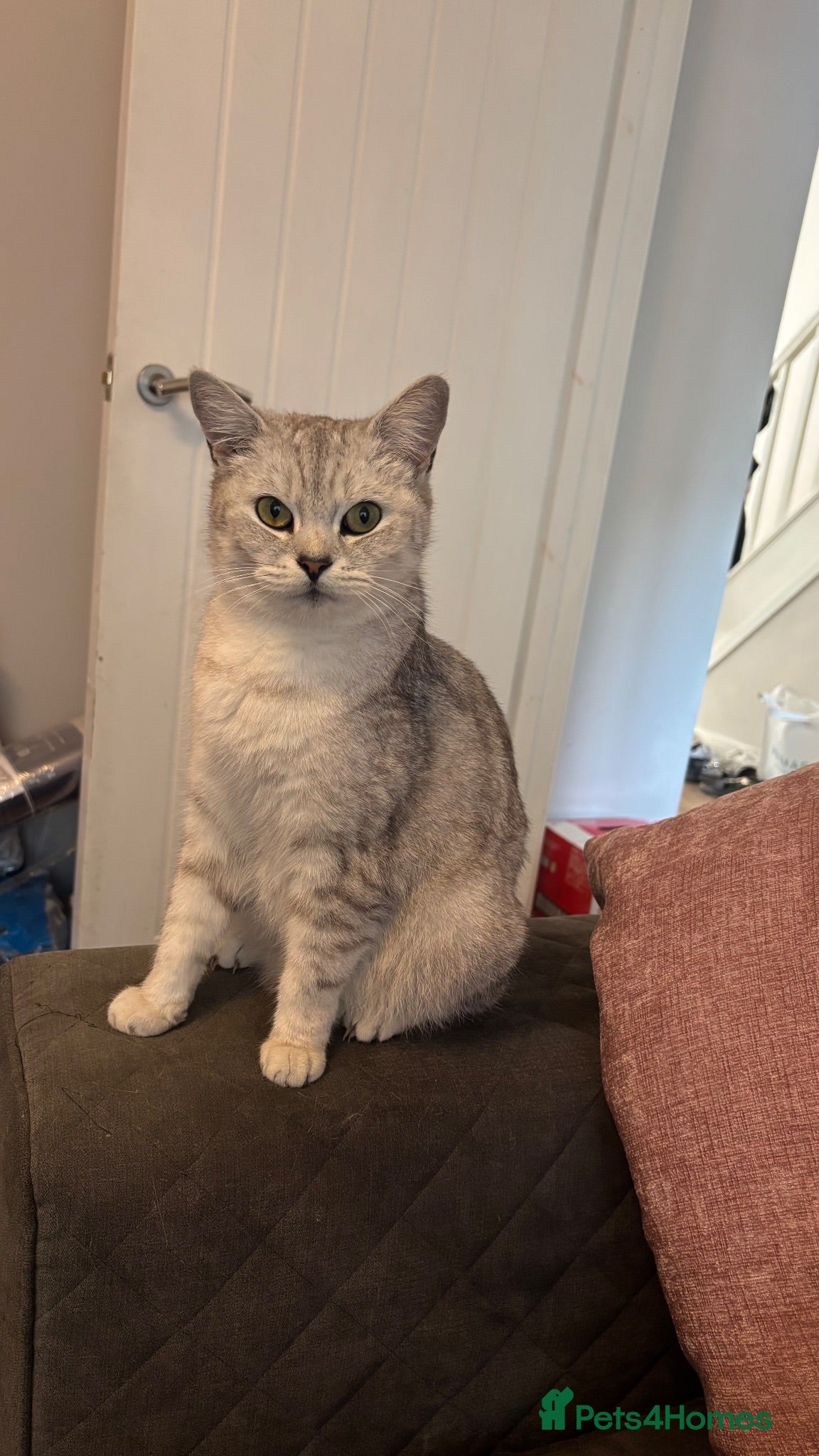 British Shorthair cats Silver tipped BSH - Advert 7