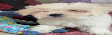 Mixed Breed 1