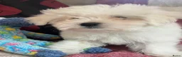 Mixed Breed dogs for sale: shichon x maltese puppies for sale  - Advert 22