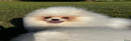 Pomeranian dogs for sale:     Luxury White Pomeranian Puppies  - Advert 15