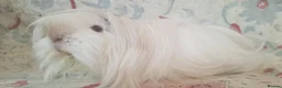 Guinea Pig rodents for sale: MEADOW SIDE CAVIES BABY GUINEA PIGS HEREFORDSHIRE  - Advert 2