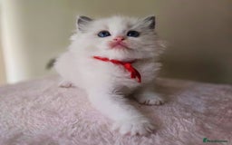 Ragdoll cats for sale: Active TICA princesses 👑❤️🩷💜 - Image 2