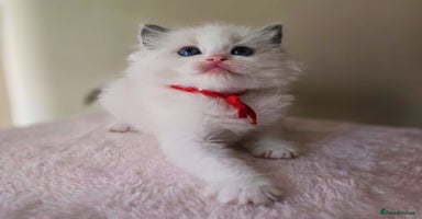 Ragdoll cats - Advert 9