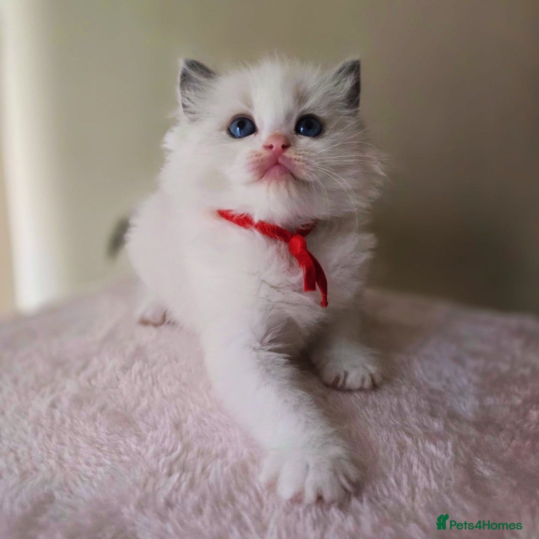 Ragdoll cats for sale: Active TICA princesses 👑❤️🩷💜 - Image 2