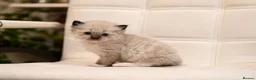 Ragdoll cats for sale: Blue Point Ragdolls | Celestial Litter - Advert 14
