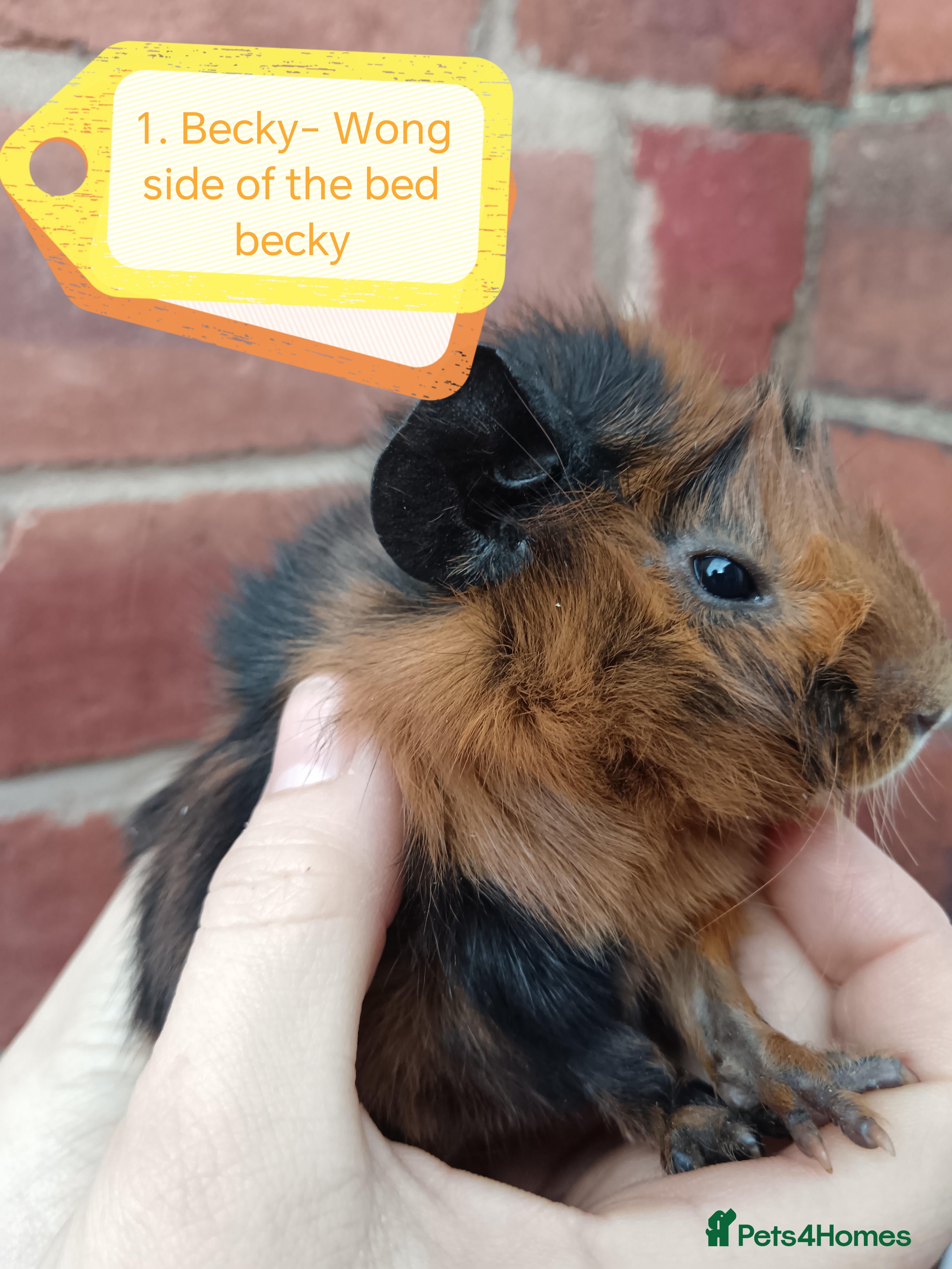 Guinea Pig rodents ♥️ Beautiful Abyssinian girl guinea pigs ♥️ - Advert 1