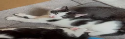 Mixed Breed cats for sale: Beautiful kittens for sale  - Advert 3