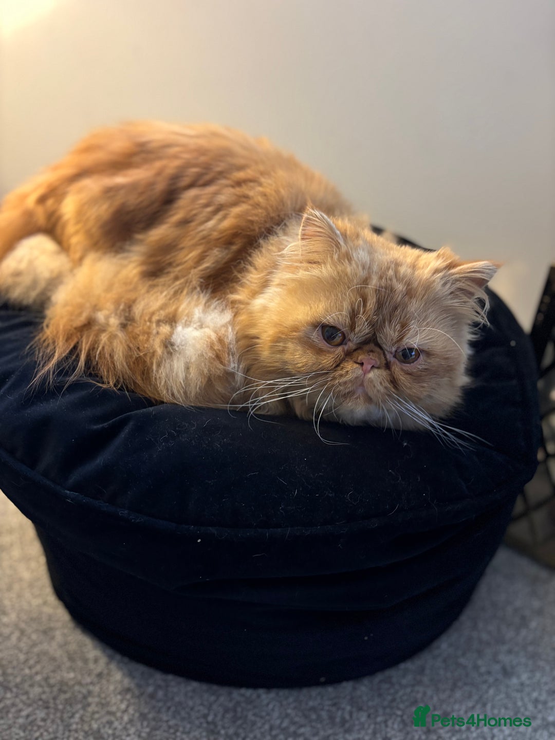 Persian cats for sale: 2 Male Ginger Persian Cats - Image 1
