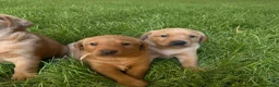 Labrador Retriever dogs for sale: Kc reg ftch Labrador puppies - Advert 2