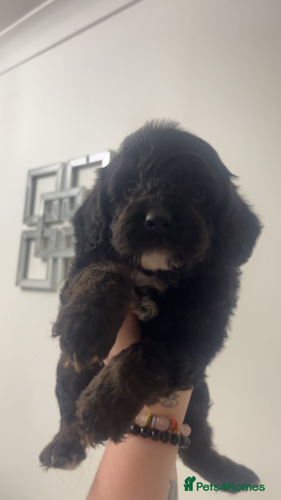 Cockapoo dogs for sale: Health tested cockapoo puppies for sale - Image 11