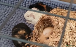 Guinea Pig rodents for sale: Guinea Pig Babies for Sale £40 a pair - Image 3