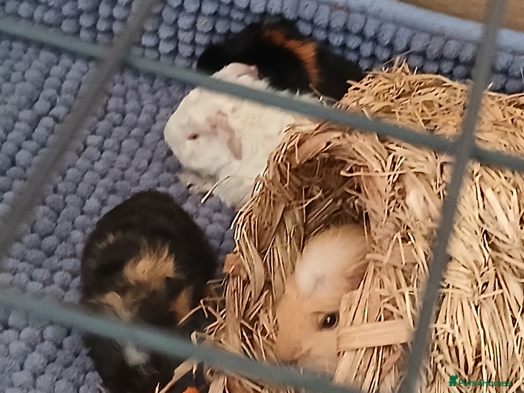 Guinea Pig rodents for sale: Guinea Pig Babies for Sale £40 a pair - Image 3