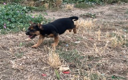 Mixed Breed dogs for sale: Border terrier x jack Russell puppies - Image 7
