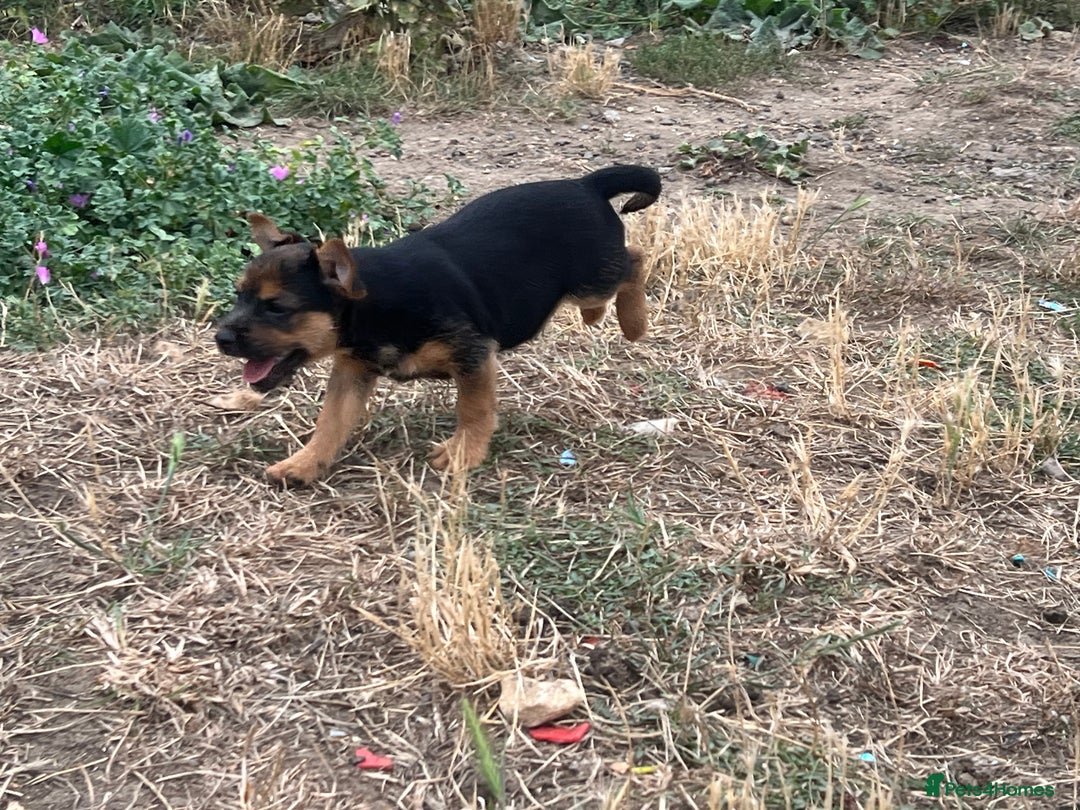 Mixed Breed dogs for sale: Border terrier x jack Russell puppies - Image 7