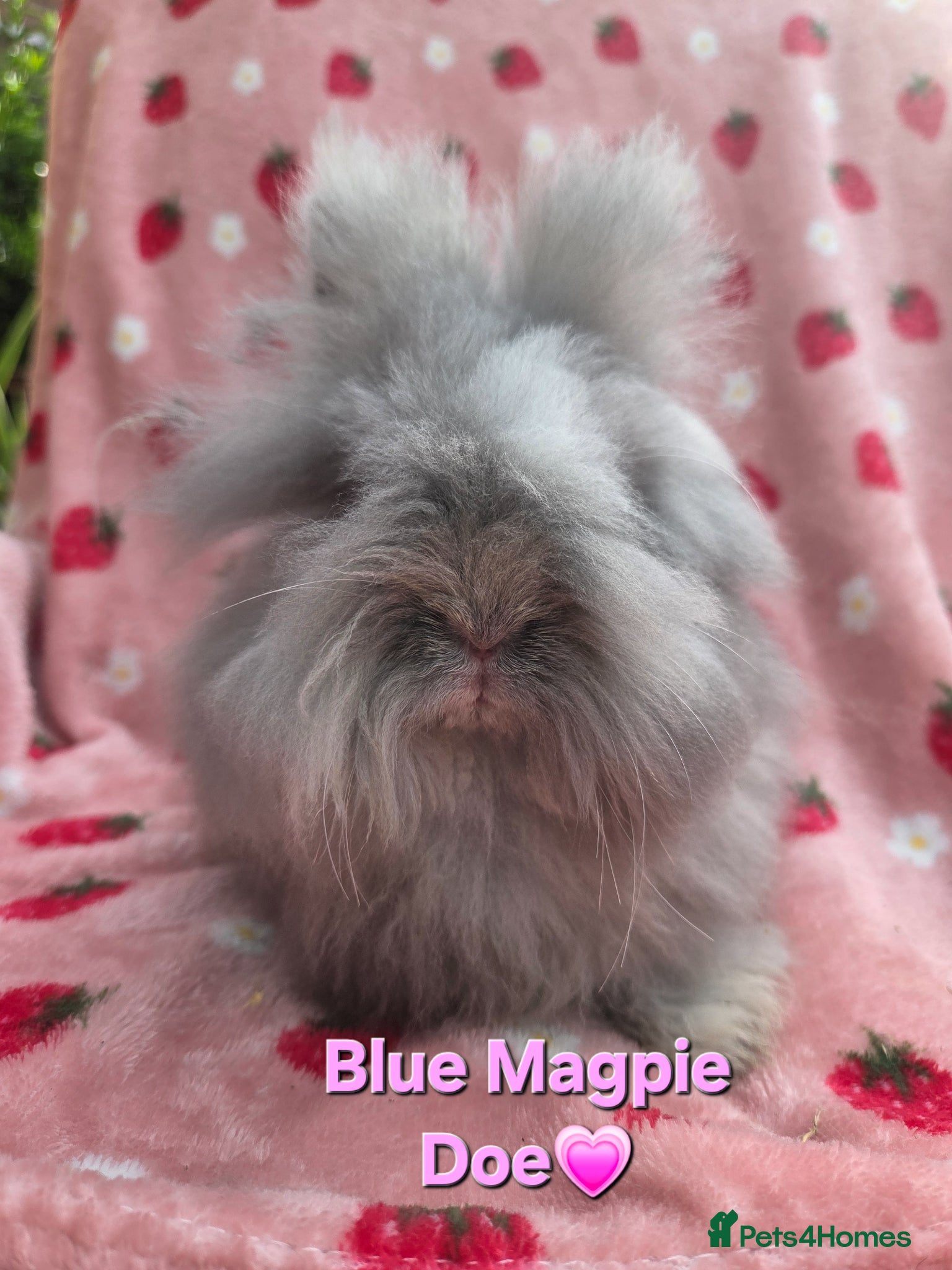 Angora rabbits Full Faced  Angoras 2 left - Advert 2