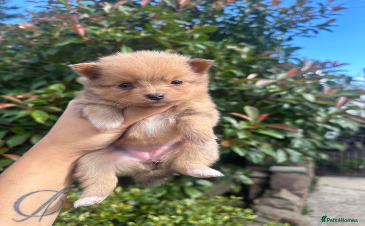 Pomeranian dogs - Advert 3