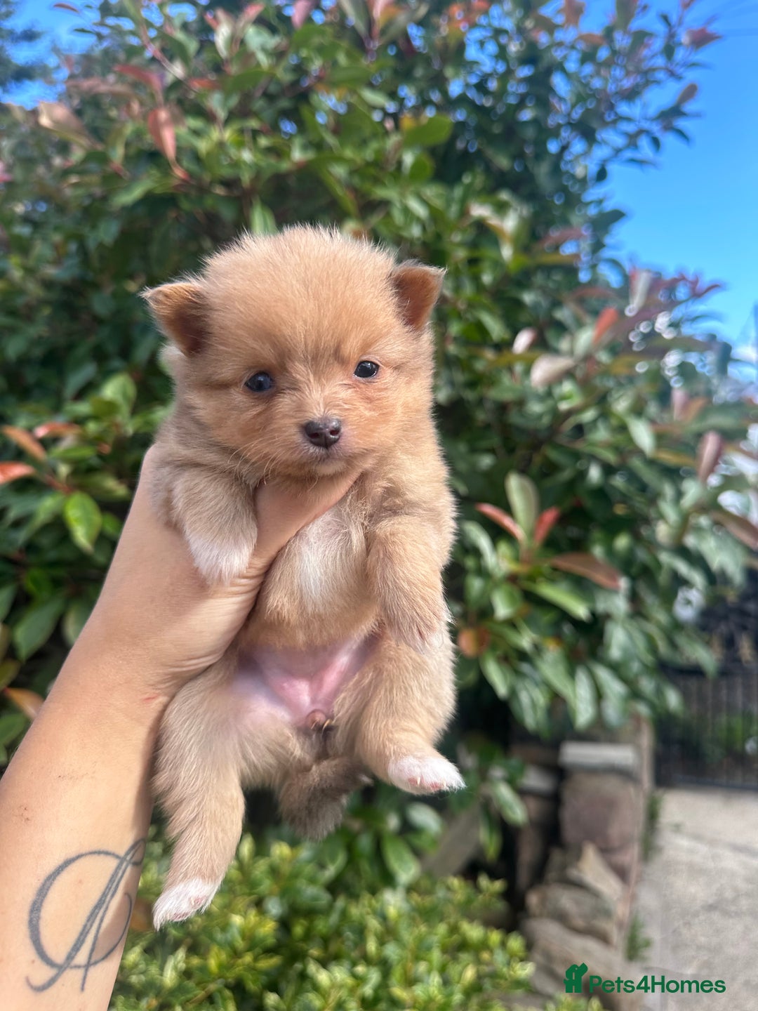 Pomeranian dogs for sale: 🐻TeddyBear Pomeranian Puppy’s🐻 - Image 1