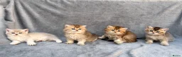 British Shorthair cats for sale: ✨Pedigree British shorthair/ longhair golden lilac - Advert 15