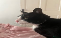Mixed Breed cats for sale: Tuxedo cat , Socks . in need of loving home  - Image 2