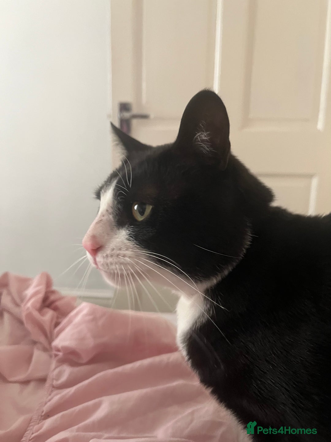 Mixed Breed cats for sale: Tuxedo cat , Socks . in need of loving home  - Image 2