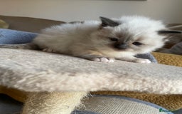 Ragdoll cats for sale: 🎁Gorgeous Ragdoll Kittens-ready from Dec 17th - Advert 15