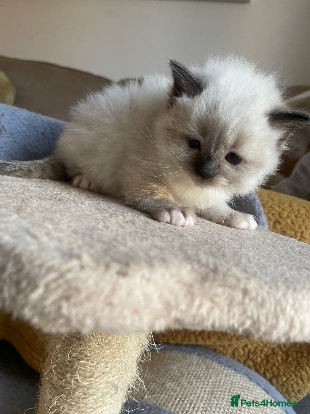 Ragdoll cats for sale: 🎁Gorgeous Ragdoll Kittens-ready from Dec 17th - Advert 15