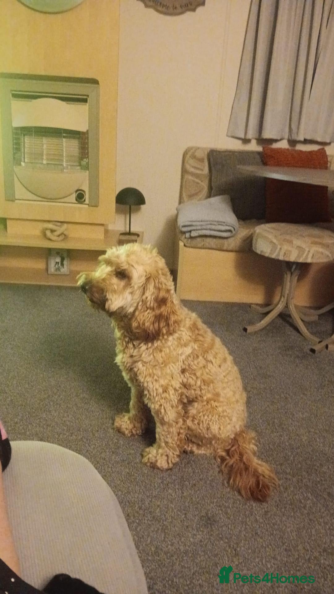 Cockapoo dogs Cockapoo  - Advert 1