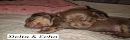 Miniature Dachshund dogs for sale: Beautiful dachshund pups - Advert 8