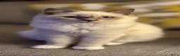 British Shorthair cats for sale: Ragdoll x British shorthair  - Advert 2