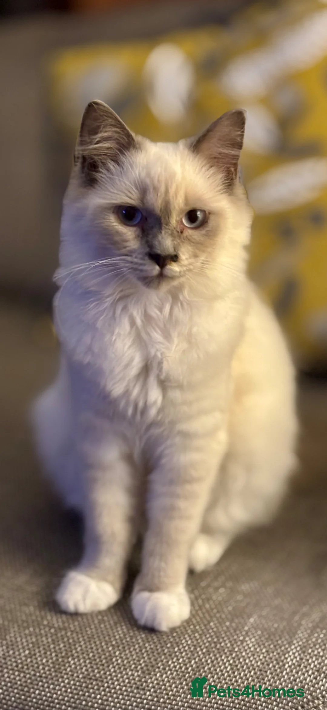 British Shorthair cats for sale: Ragdoll x British shorthair  - Advert 2