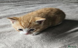 Mixed Breed cats for sale: Kittens for sale - Image 7