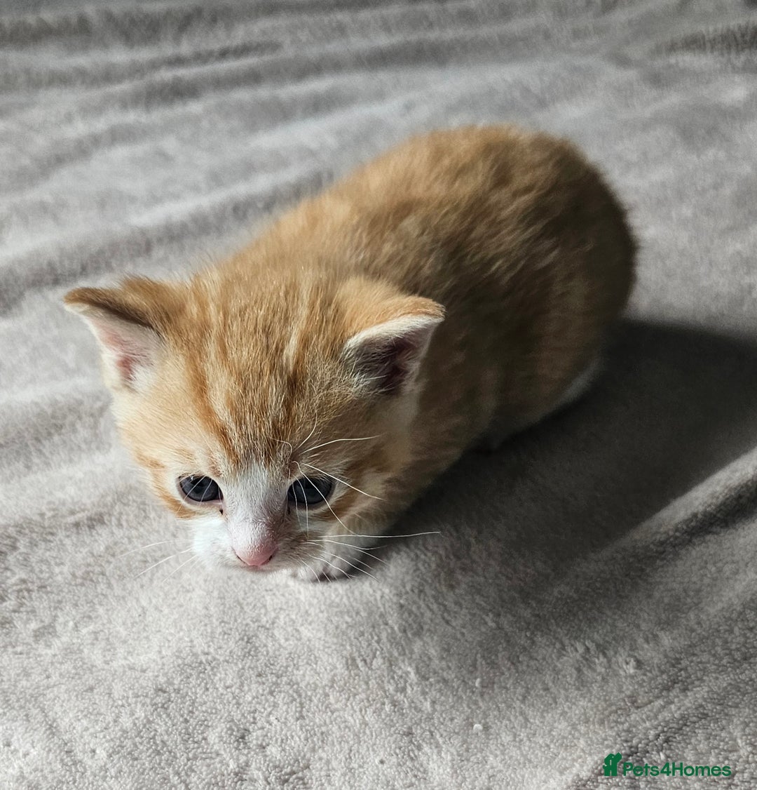 Mixed Breed cats for sale: Kittens for sale - Image 7