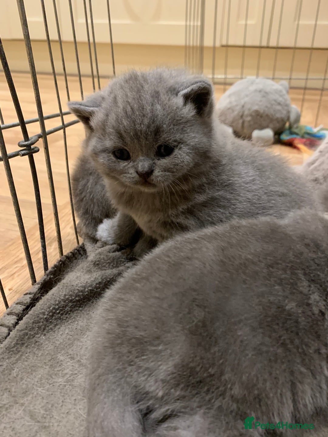 British Shorthair cats for sale: 1 Boy Left-GCCF Pedigr Pure Blue British Shorthair - Image 13