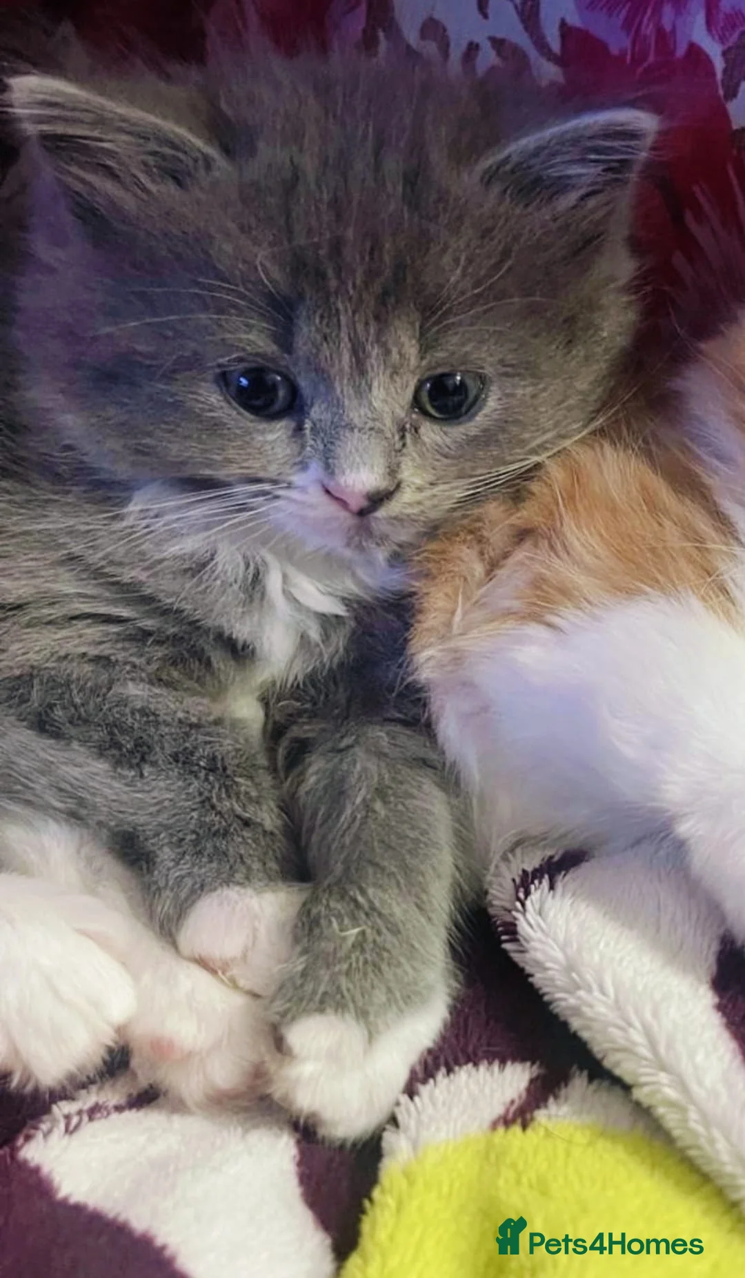 Ragdoll cats for sale: Championship bloodline RagdollxRagamuffin*3 kitten - Advert 8