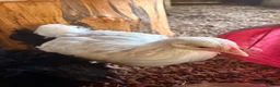 Chickens poultry for sale: Mottle lavender Orpington’s and Pekins  - Advert 5
