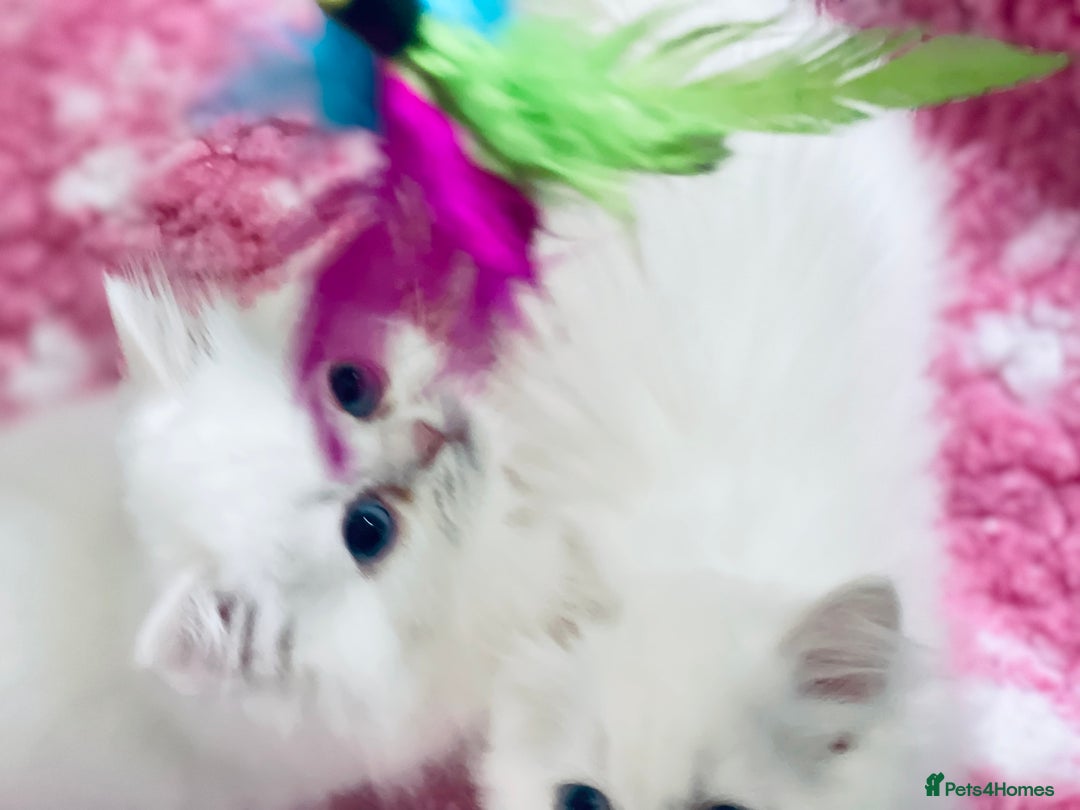 Persian cats for sale: Pure White Persian Girls BLUE EYES & full hearing - Image 18