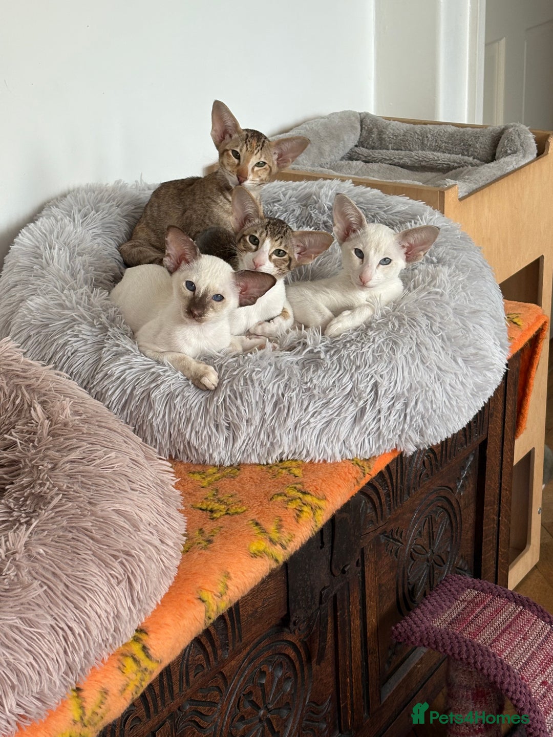 Siamese cats for sale: Siamese and Oriental Kittens  - Image 2
