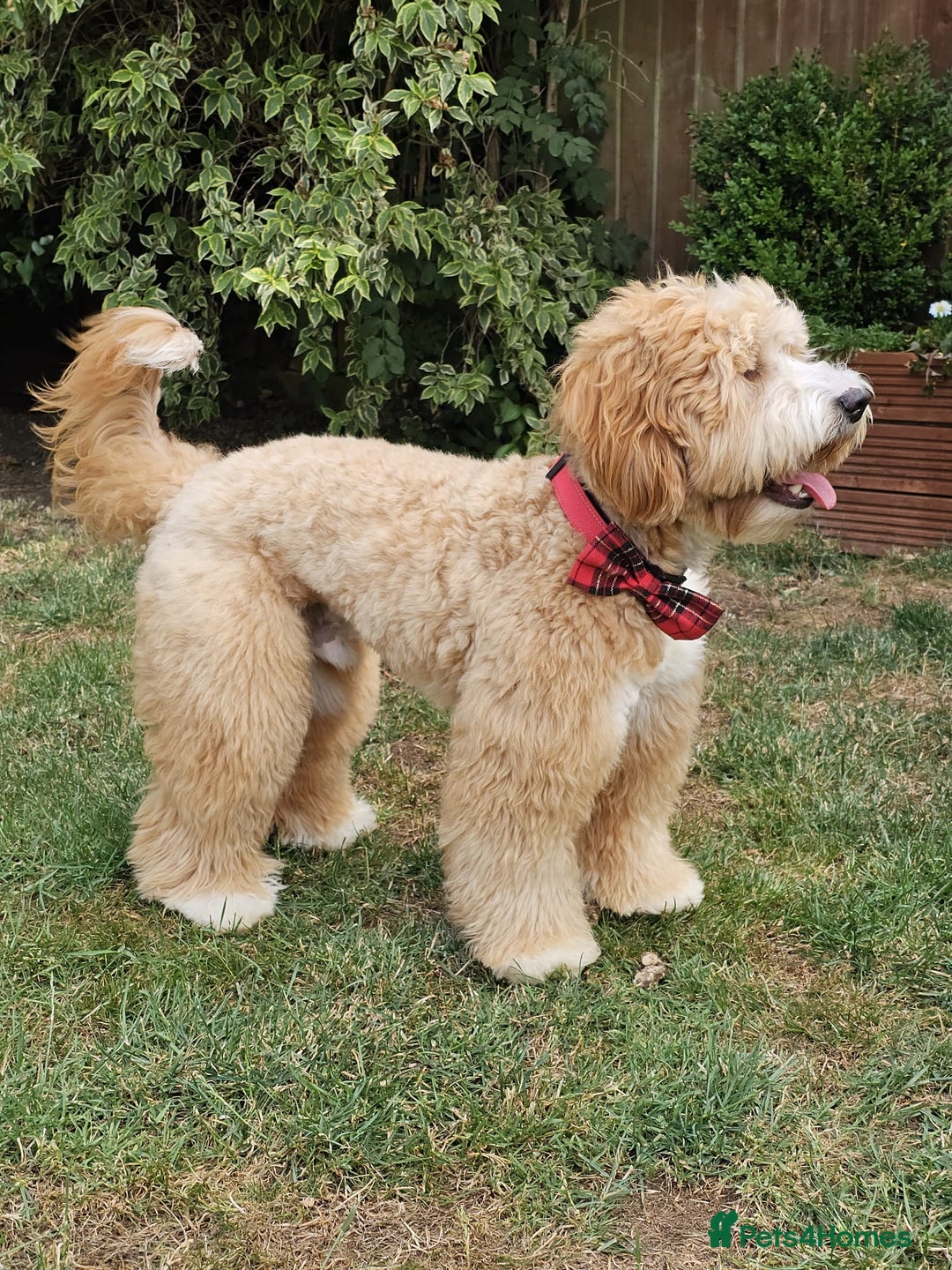 Labradoodle dogs for sale: Multigenerational Miniature Labradoodles - Image 27