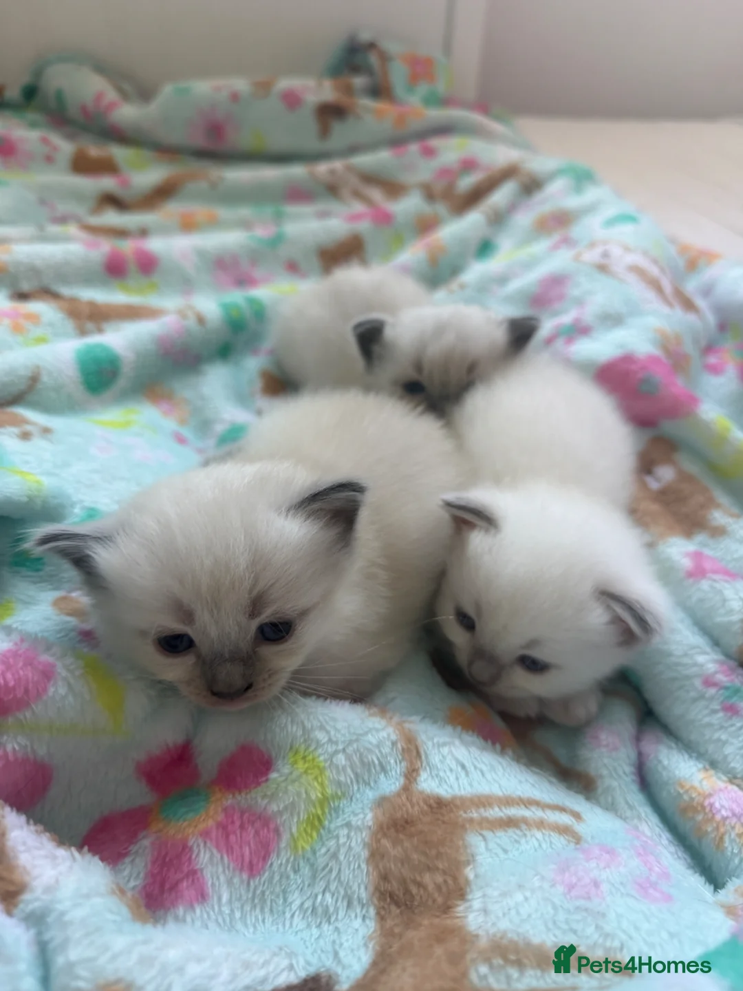 Ragdoll cats for sale: Ragdoll Kittens in Dalkeith - Advert 11