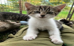 Mixed Breed cats for sale: Mixed Breed Kittens - Image 13